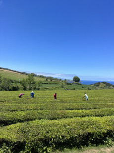 Auf Wiedersehen, Terceira! | Foto: Thyra