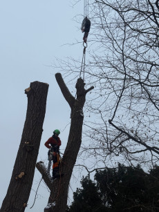 Stammfäulnis | Foto: LYC