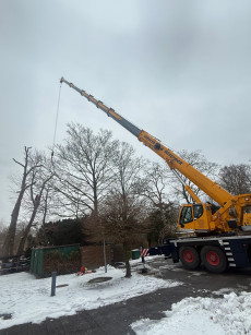 Stammfäulnis | Foto: LYC