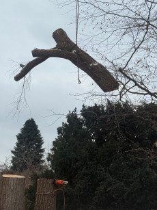 Stammfäulnis | Foto: LYC