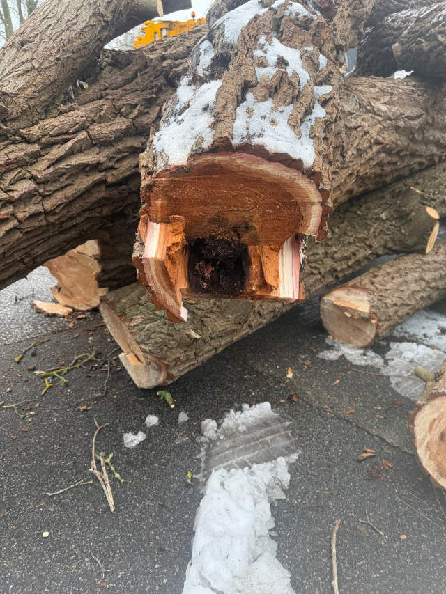 Stammfäulnis | Foto: LYC